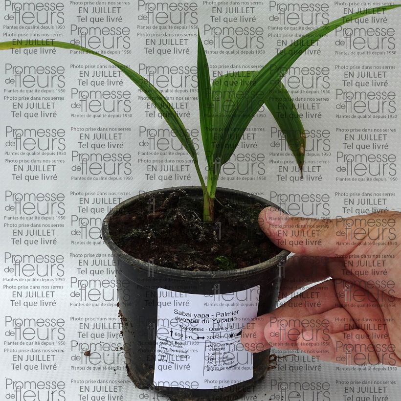 Esimerkki kesällä toimitetusta Sabal yapa Pot de 12 cm / 13 cm-taimesta