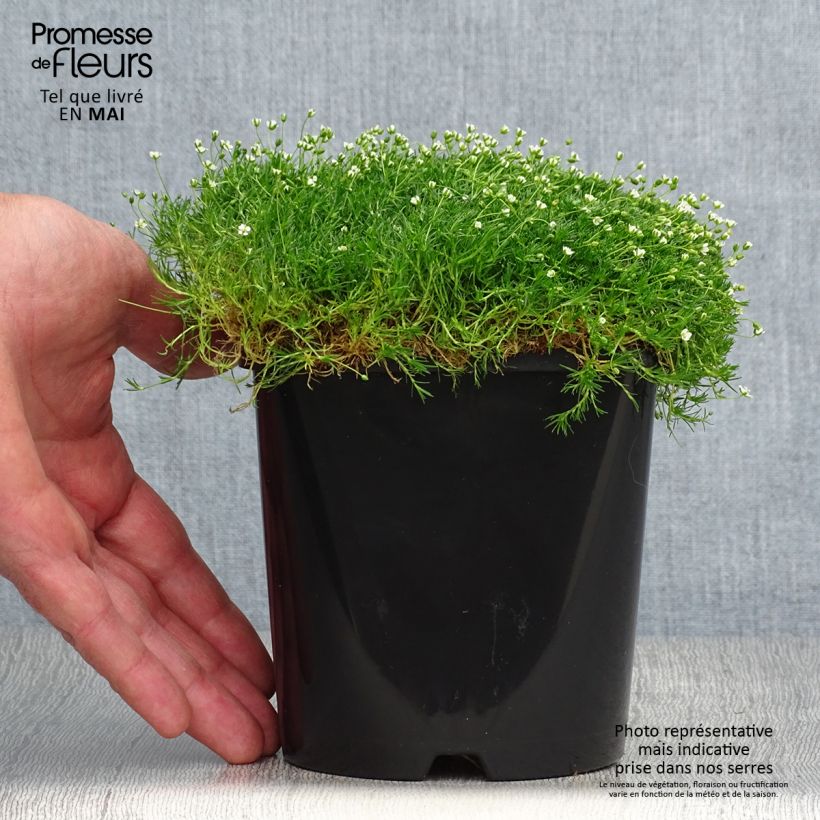 Esimerkki keväällä toimitetusta Polkuhaarikko Green Moss Pot de 1,5L/2L-taimesta