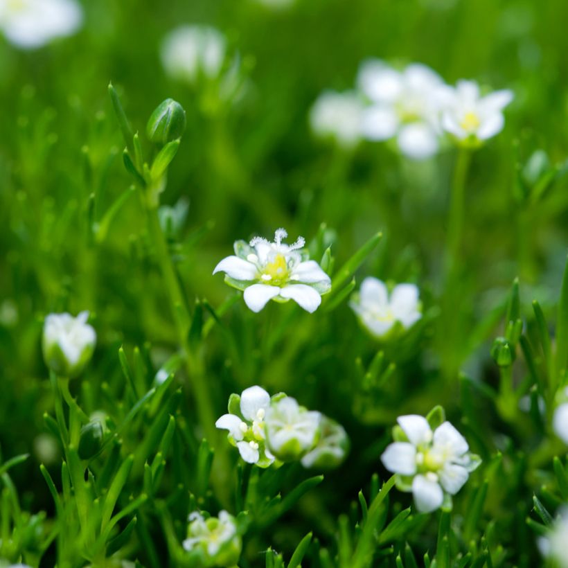 Polkuhaarikko Green Moss (Kukinta)