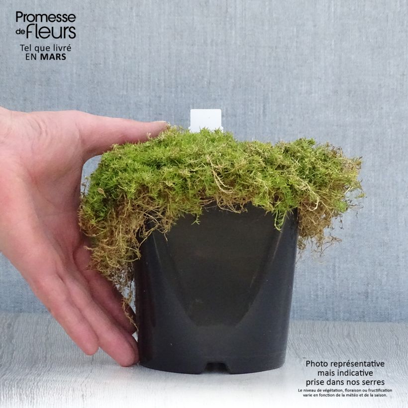 Esimerkki keväällä toimitetusta Polkuhaarikko Lime Moss Pot de 1,5L/2L-taimesta