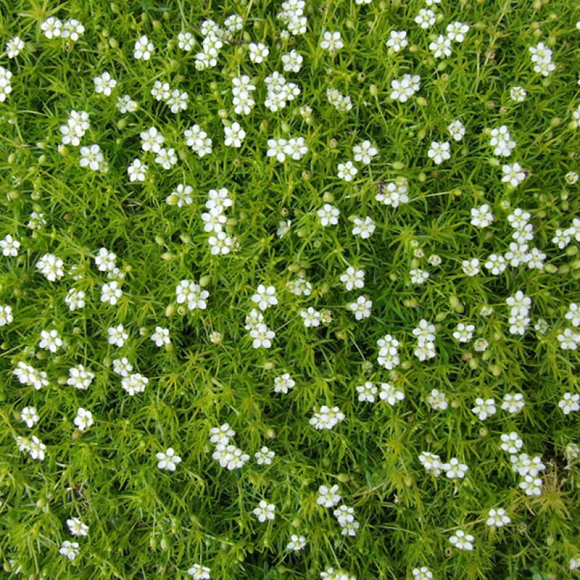 Polkuhaarikko - Sagina subulata (Kukinta)