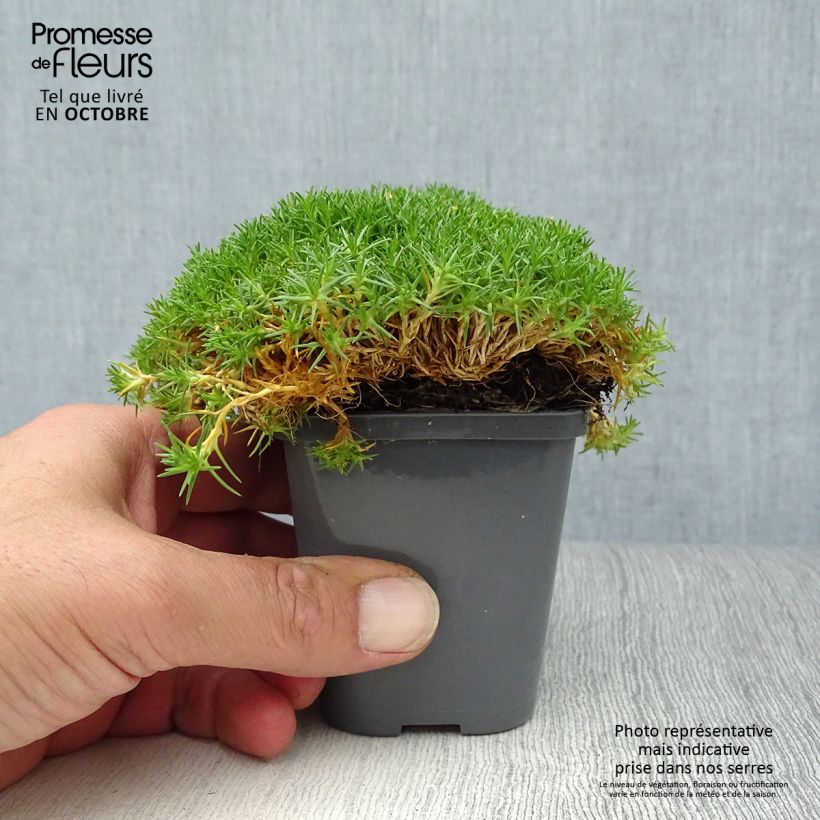 Esimerkki syksyllä toimitetusta Polkuhaarikko Pine Green 8/9 cm taimiruukku-taimesta