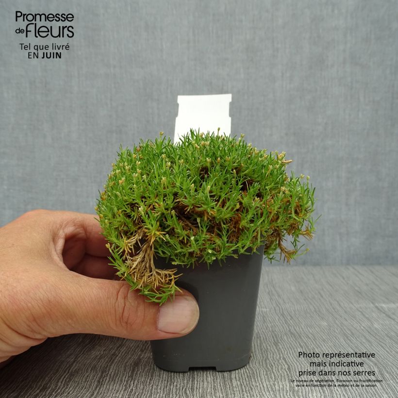 Esimerkki kesällä toimitetusta Polkuhaarikko Pine Green Godet de 8/9 cm-taimesta