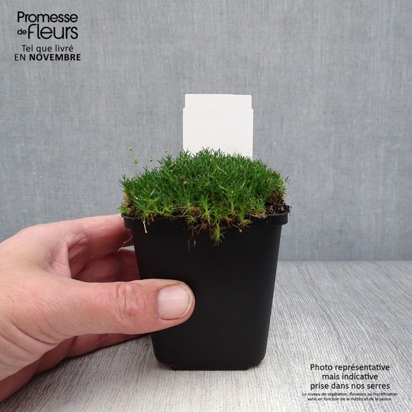 Esimerkki syksyllä toimitetusta Polkuhaarikko - Sagina subulata 8/9 cm taimiruukku-taimesta