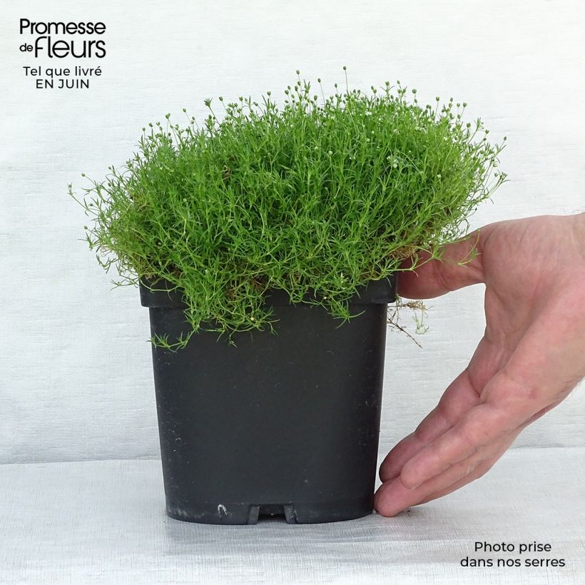 Esimerkki kesällä toimitetusta Polkuhaarikko - Sagina subulata Godet de 8/9 cm-taimesta