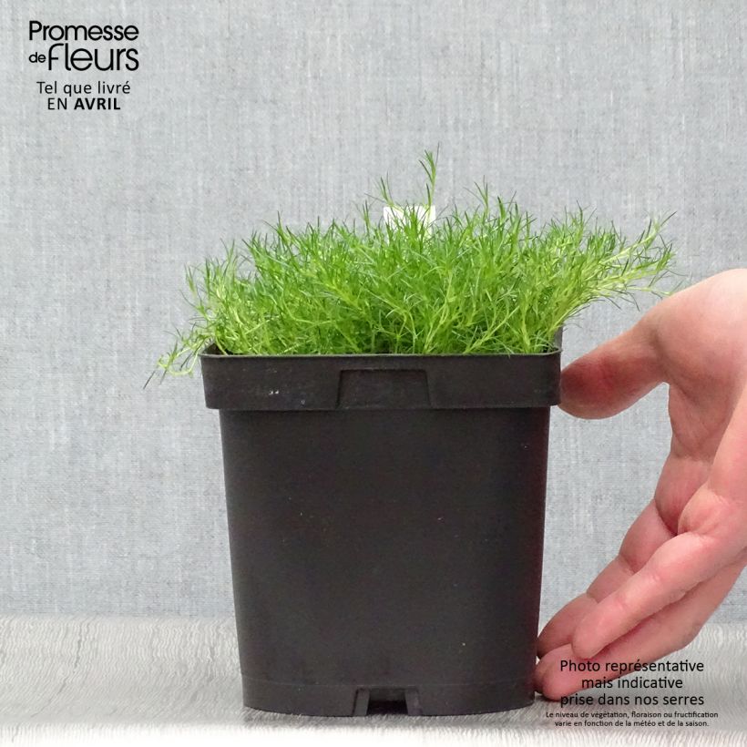 Esimerkki keväällä toimitetusta Polkuhaarikko - Sagina subulata Pot de 2L/3L-taimesta