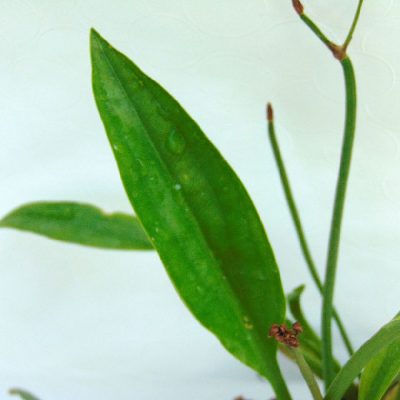 Pystykeiholehti Flore Pleno (Lehvistö)