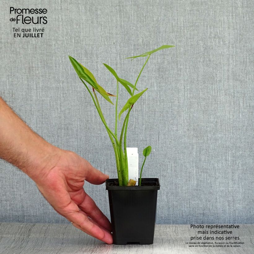 Esimerkki kesällä toimitetusta Pystykeiholehti Flore Pleno Godet de 8/9 cm-taimesta