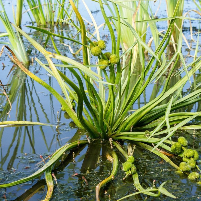 Pystykeiholehti - Sagittaria sagittifolia (Lehvistö)