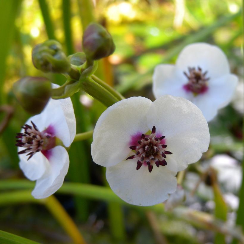 Pystykeiholehti - Sagittaria sagittifolia (Kukinta)
