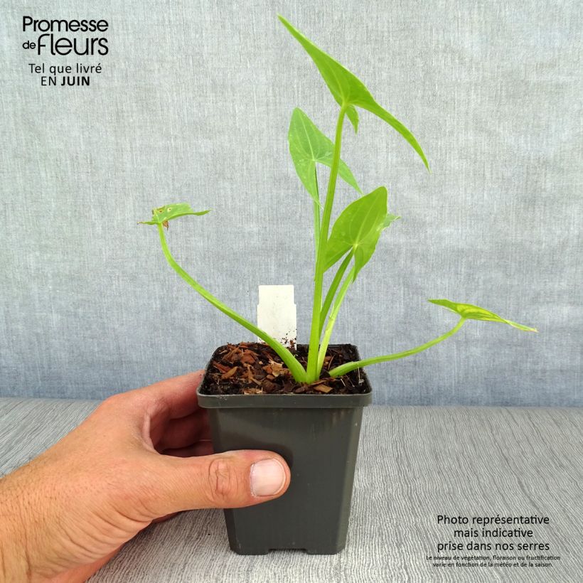 Esimerkki kesällä toimitetusta Pystykeiholehti - Sagittaria sagittifolia Taimiruukku 8/9 cm-taimesta