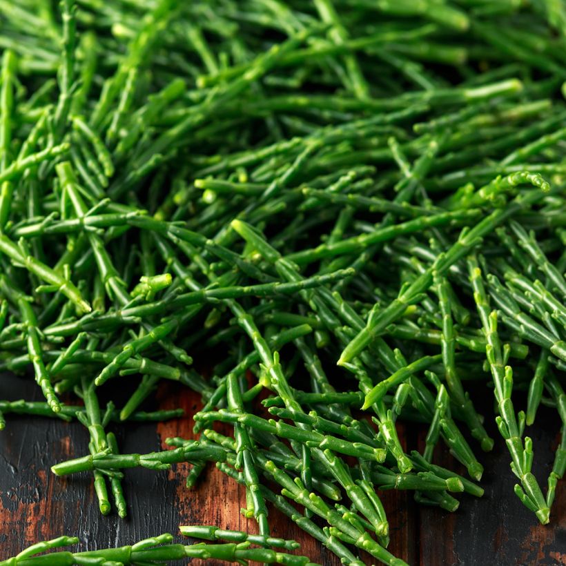 Suolayrtti - Salicornia europaea (Sadonkorjuu)