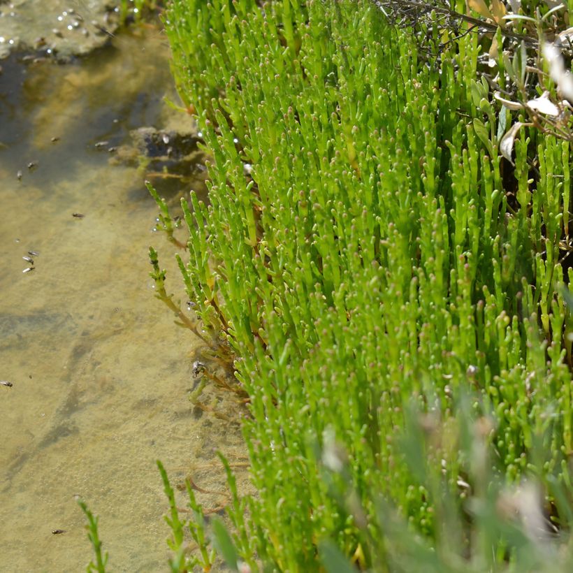 Suolayrtti - Salicornia europaea (Kasvutapa)