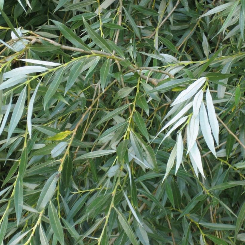 Valkosalava valkoinen - Salix alba (Lehvistö)