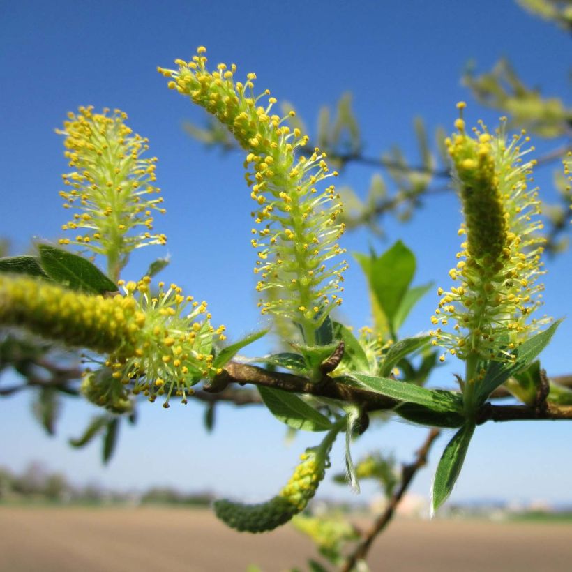Valkosalava valkoinen - Salix alba (Kukinta)