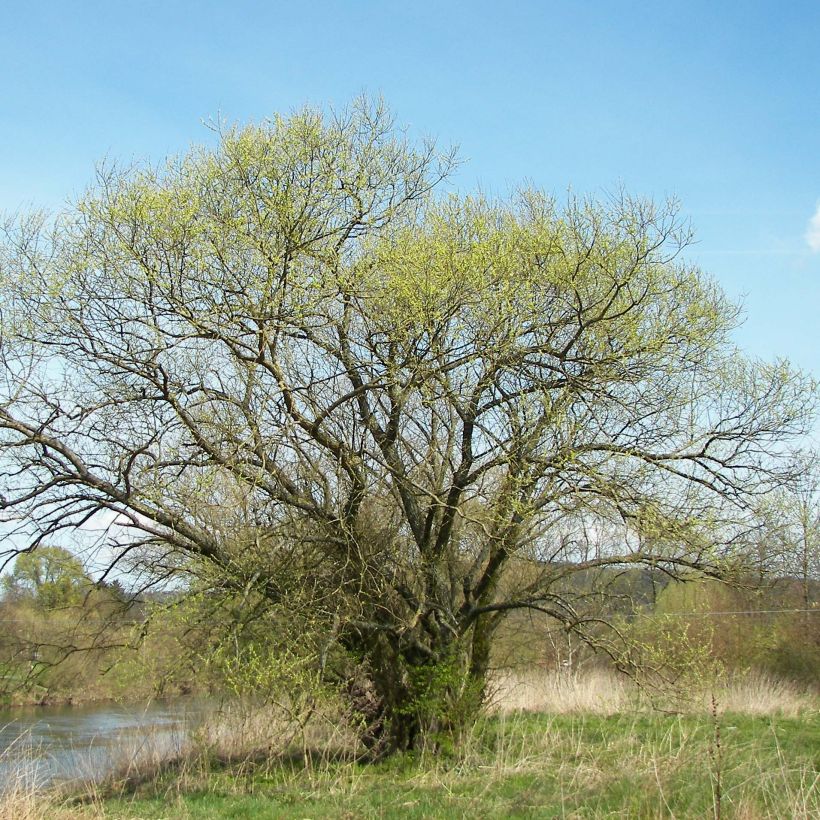 Valkosalava valkoinen - Salix alba (Kasvutapa)