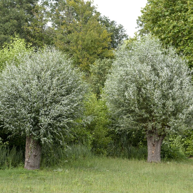 Valkosalava Liempde (Kasvutapa)