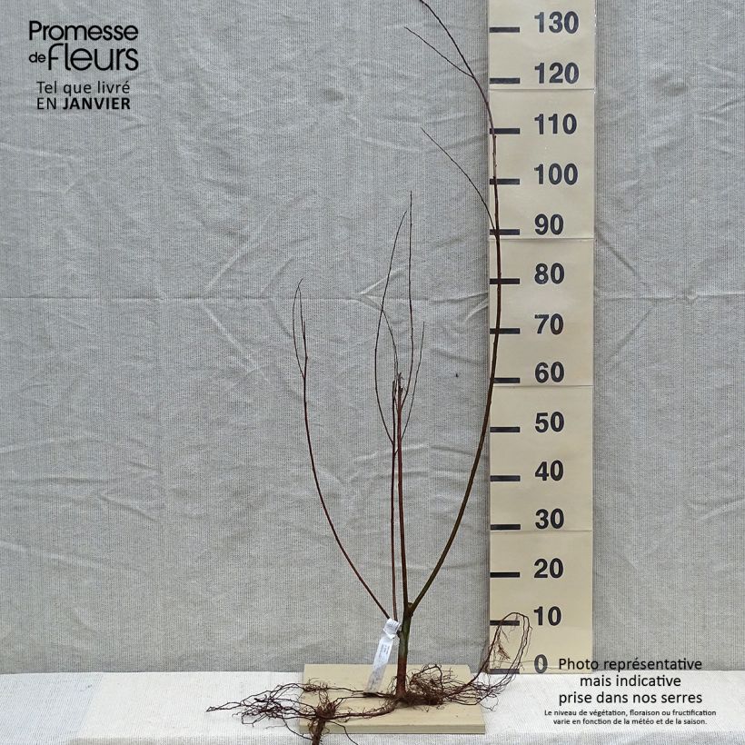 Esimerkki talvella toimitetusta Valkosalava valkoinen - Salix alba Paljasjuurinen-taimesta