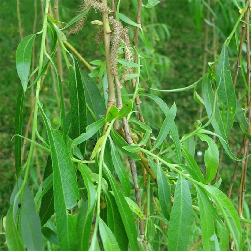 Valkosalava Tristis (Lehvistö)
