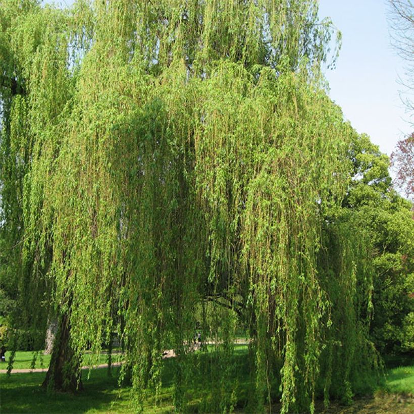 Valkosalava Tristis (Kasvutapa)