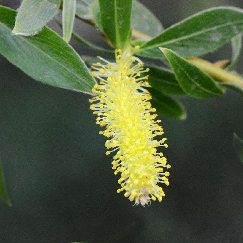 Valkosalava var. Vitellina (Kukinta)