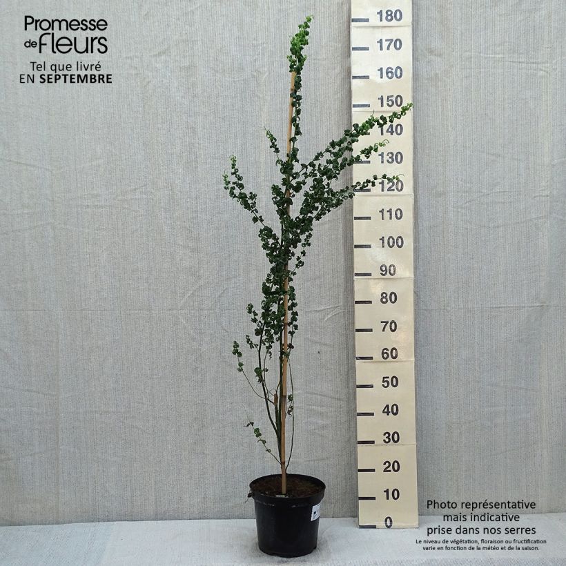 Esimerkki kesällä toimitetusta Itkusalava Crispa Pot de 7,5L/10L-taimesta
