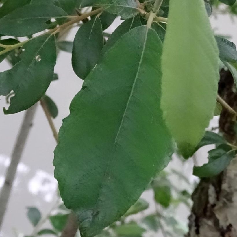 Raita - Salix caprea (Lehvistö)