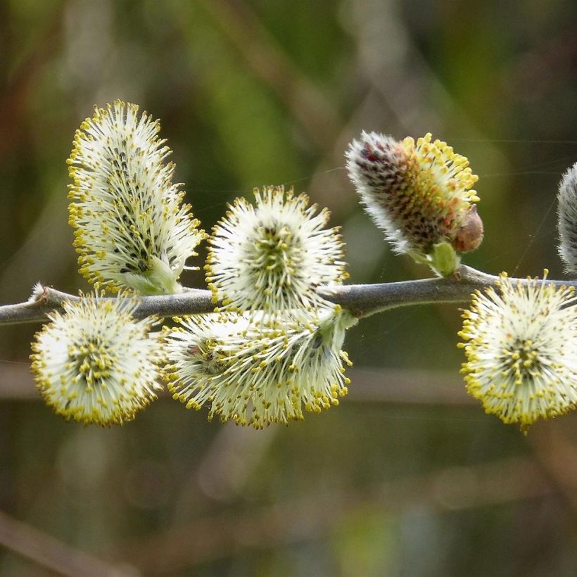 Raita - Salix caprea (Kukinta)