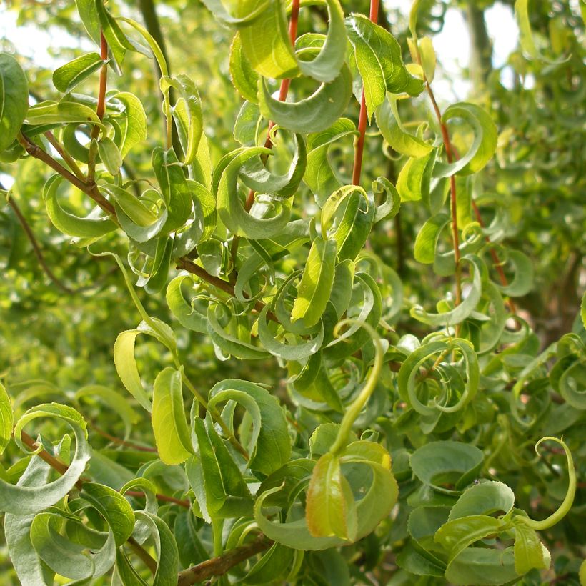 Raita Curly Locks (Lehvistö)