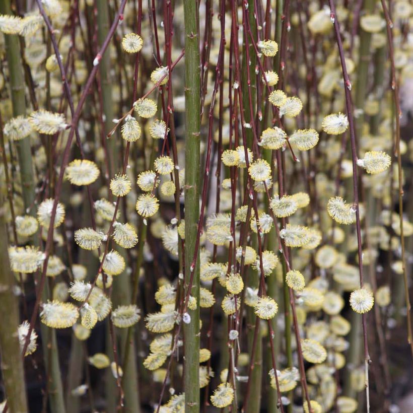 Raita Kilmarnock (mâle) (Kukinta)