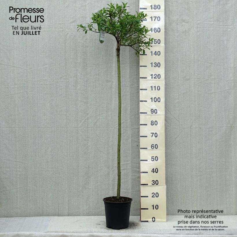 Esimerkki kesällä toimitetusta Puuteripaju Mount Aso Pot de 6L/7L, Tige-taimesta