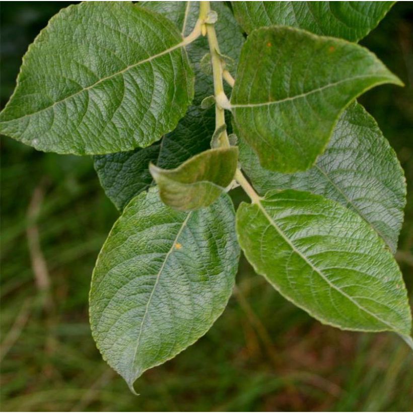 Tuhkapaju - Salix cinerea (Lehvistö)