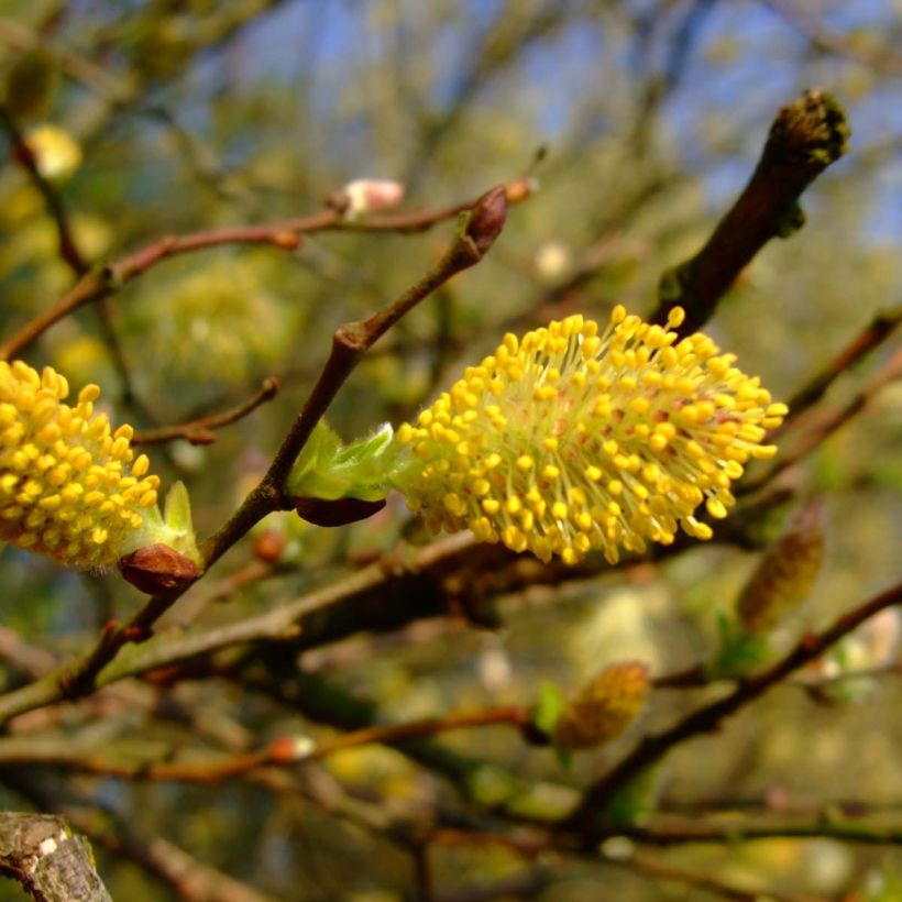 Tuhkapaju - Salix cinerea (Kukinta)