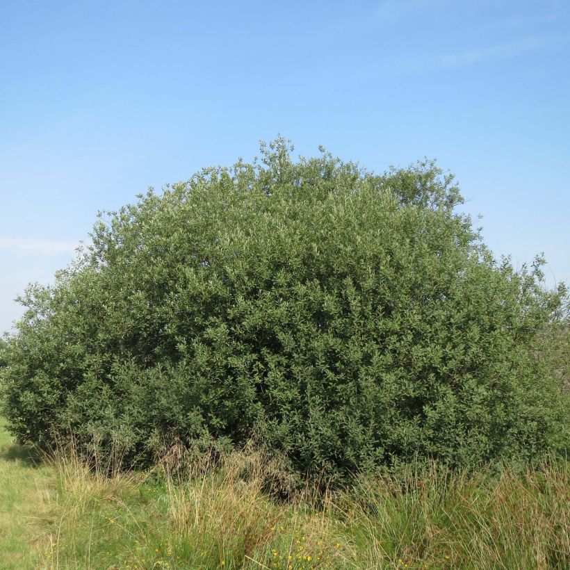 Tuhkapaju - Salix cinerea (Kasvutapa)