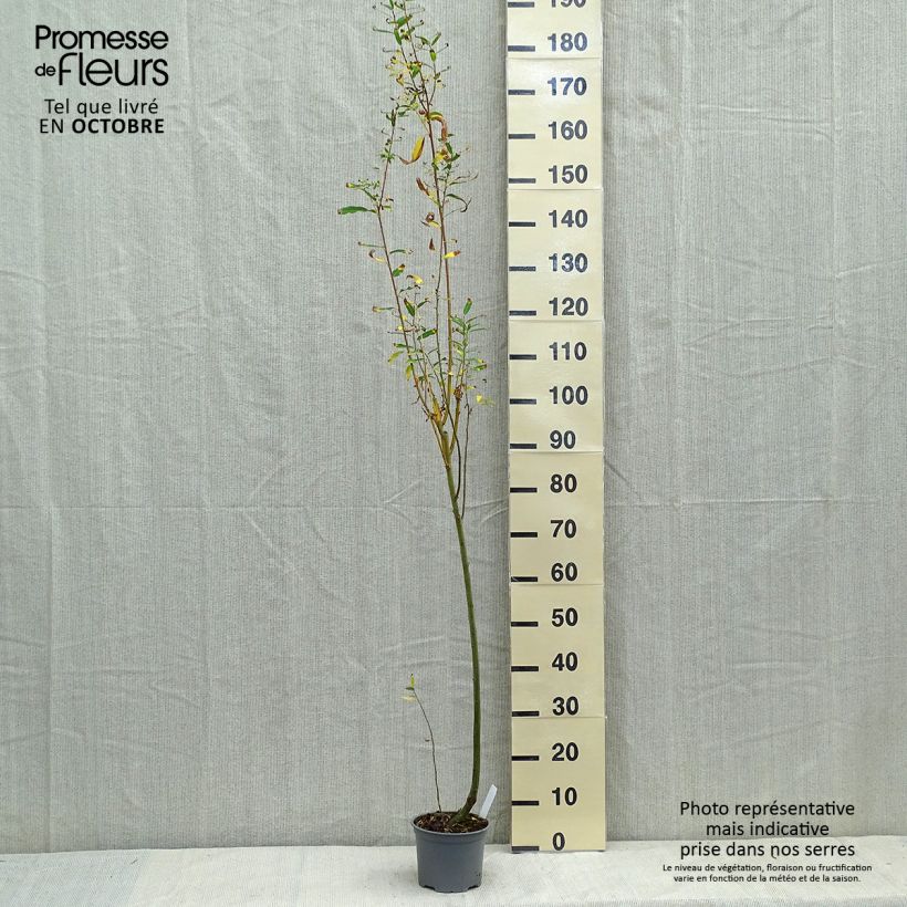 Esimerkki syksyllä toimitetusta Tuhkapaju - Salix cinerea 2 litran/3 litran ruukku-taimesta