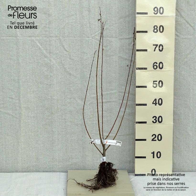 Esimerkki talvella toimitetusta Tuhkapaju - Salix cinerea Petites Racines nues-taimesta