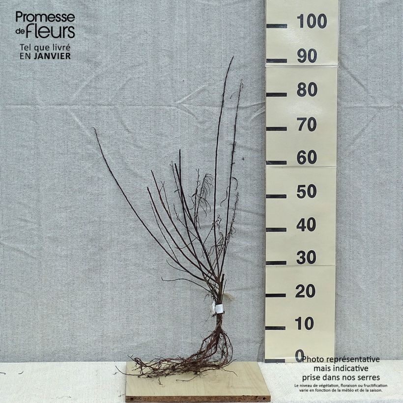 Esimerkki talvella toimitetusta Huopapaju Angustifolia Paljaat juuret-taimesta