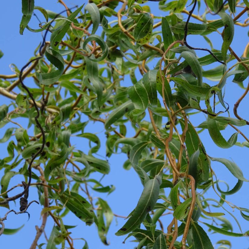 Paju - Salix erythroflexuosa (Lehvistö)