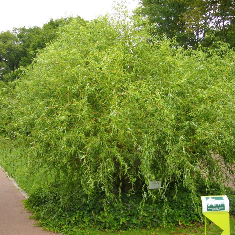 Paju - Salix erythroflexuosa (Kasvutapa)