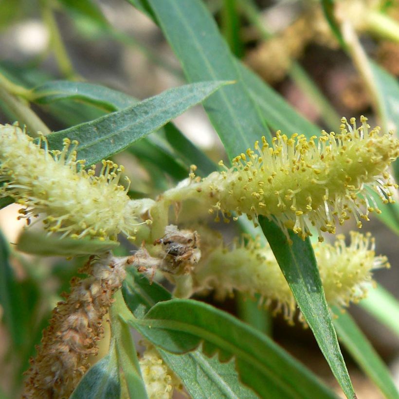 Paju - Salix exigua (Kukinta)