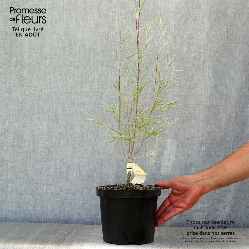 Esimerkki kesällä toimitetusta Paju - Salix exigua Pot de 3L/4L-taimesta