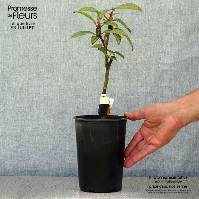 Esimerkki kesällä toimitetusta Paju - Salix fargesii Pot de 4L/5L-taimesta