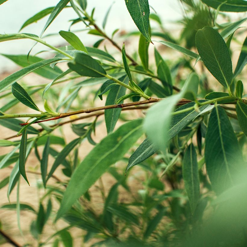 Salava - Salix fragilis (Lehvistö)