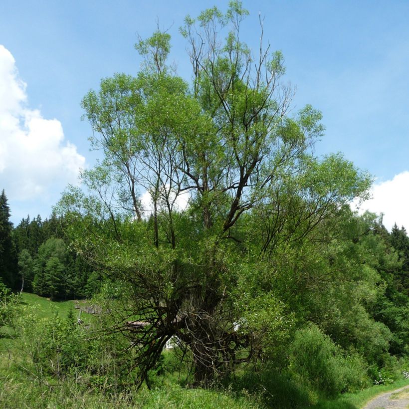 Salava - Salix fragilis (Kasvutapa)