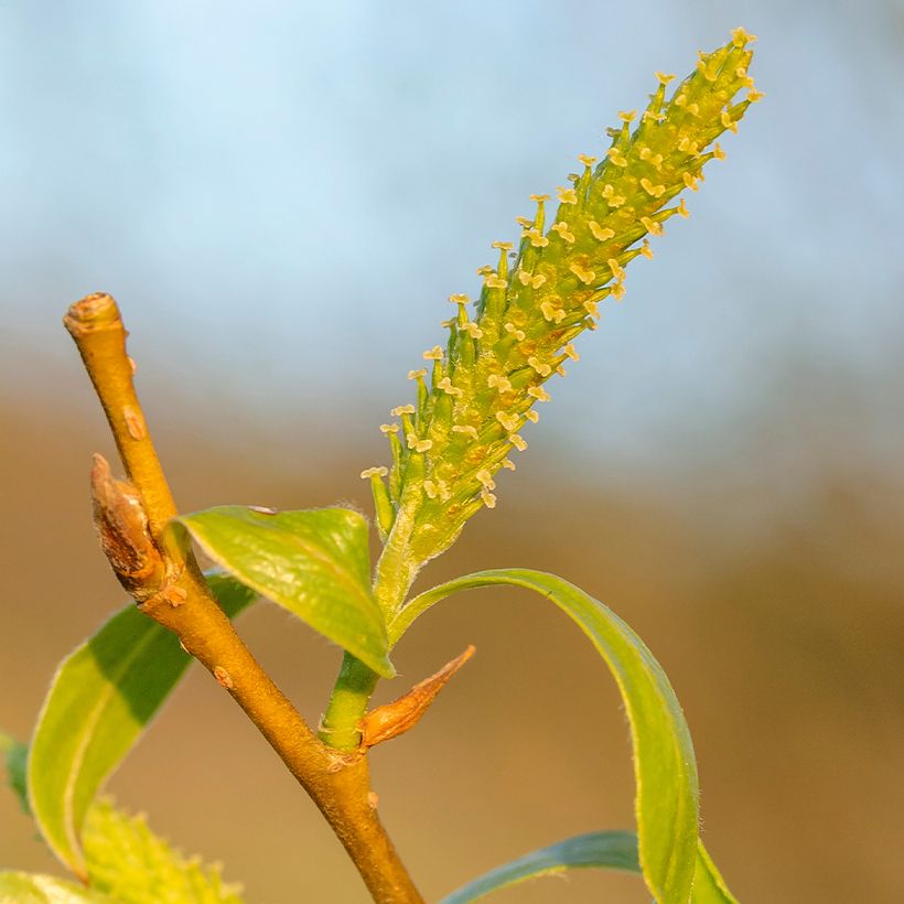 Salava - Salix fragilis (Kukinta)