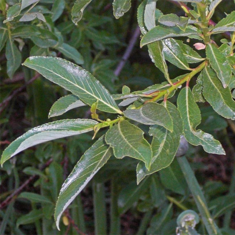 Puuteripaju - Salix gracilistyla (Lehvistö)