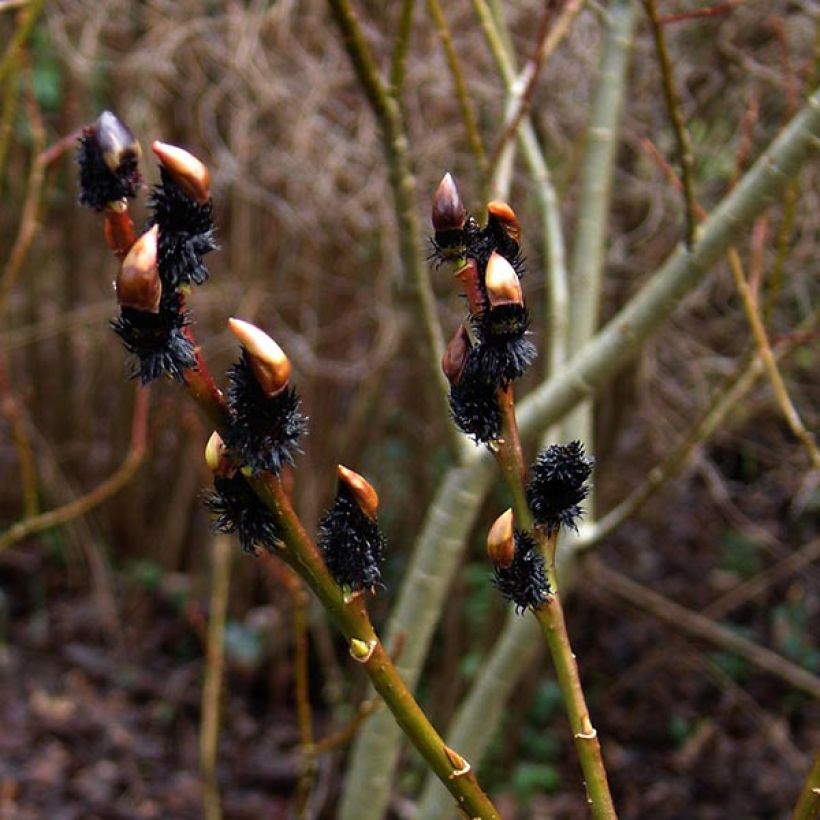 Puuteripaju - Salix gracilistyla (Kukinta)