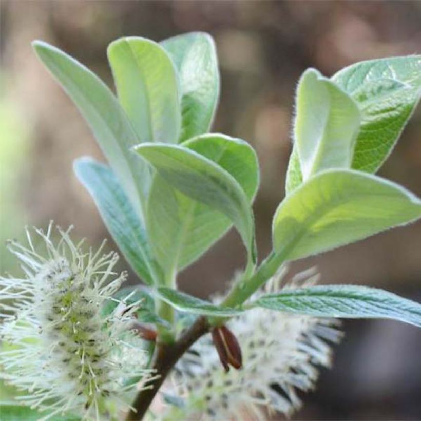 Alppipaju - Salix helvetica (Lehvistö)