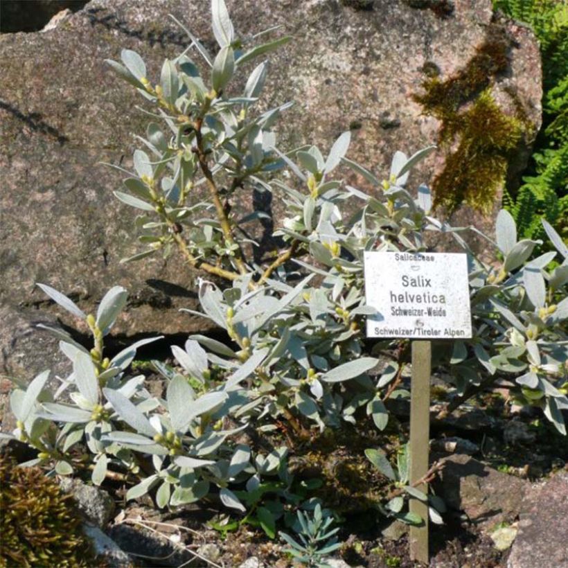 Alppipaju - Salix helvetica (Kasvutapa)