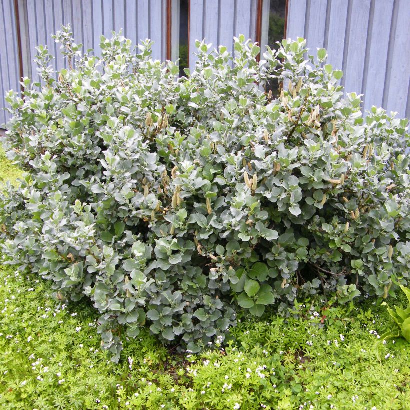 Villapaju - Salix lanata (Kasvutapa)